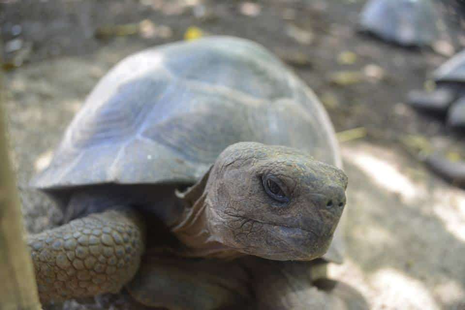 Baby Galapagos Tortoise