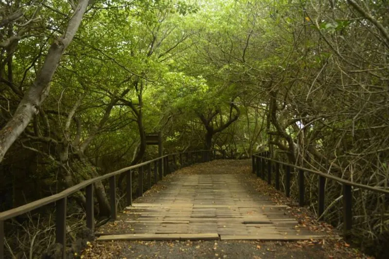 Isla Isabela areas verdes