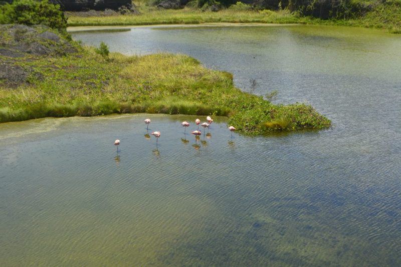 La Piscina de Flamingo