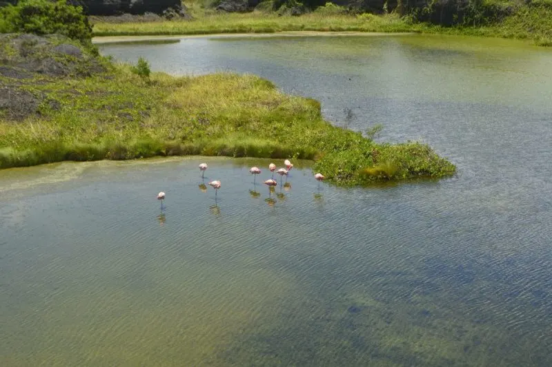 La Piscina de Flamingo