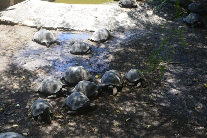 Tortugas Galapagos