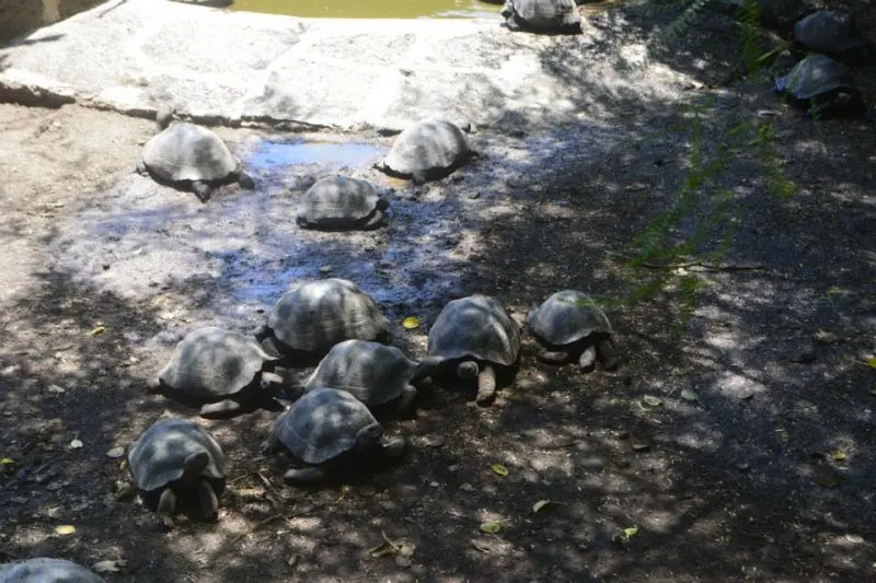 Tortugas Galapagos