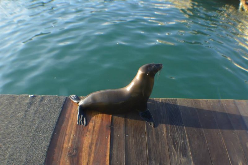 Muelle San Cristobal Galapagos