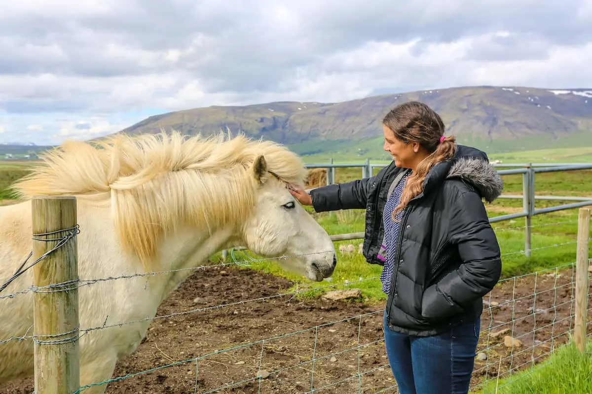 Caballos en Islandia