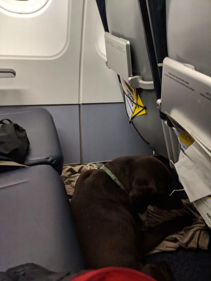 Emotional Support Dog on plane