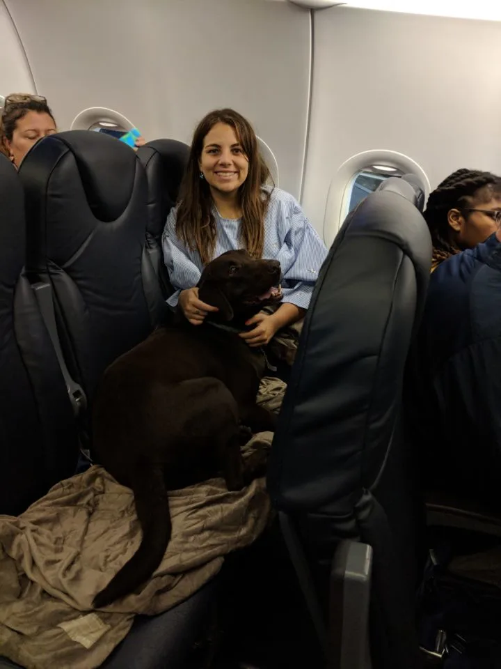 traveling with a dog