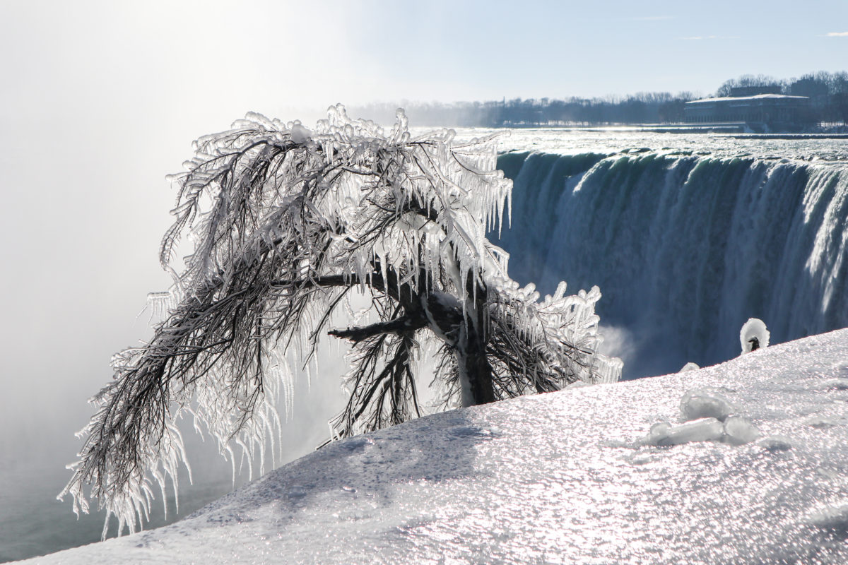 Cataratas del Niágara en Invierno arbol congelado