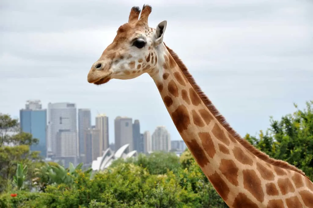 Taronga