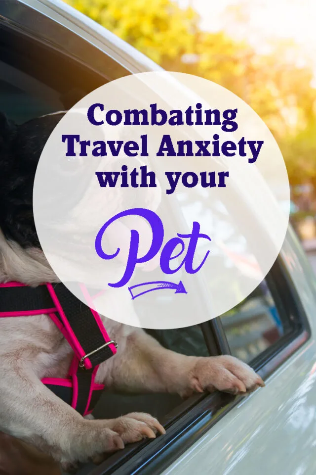 Combating Travel Anxiety with your pet