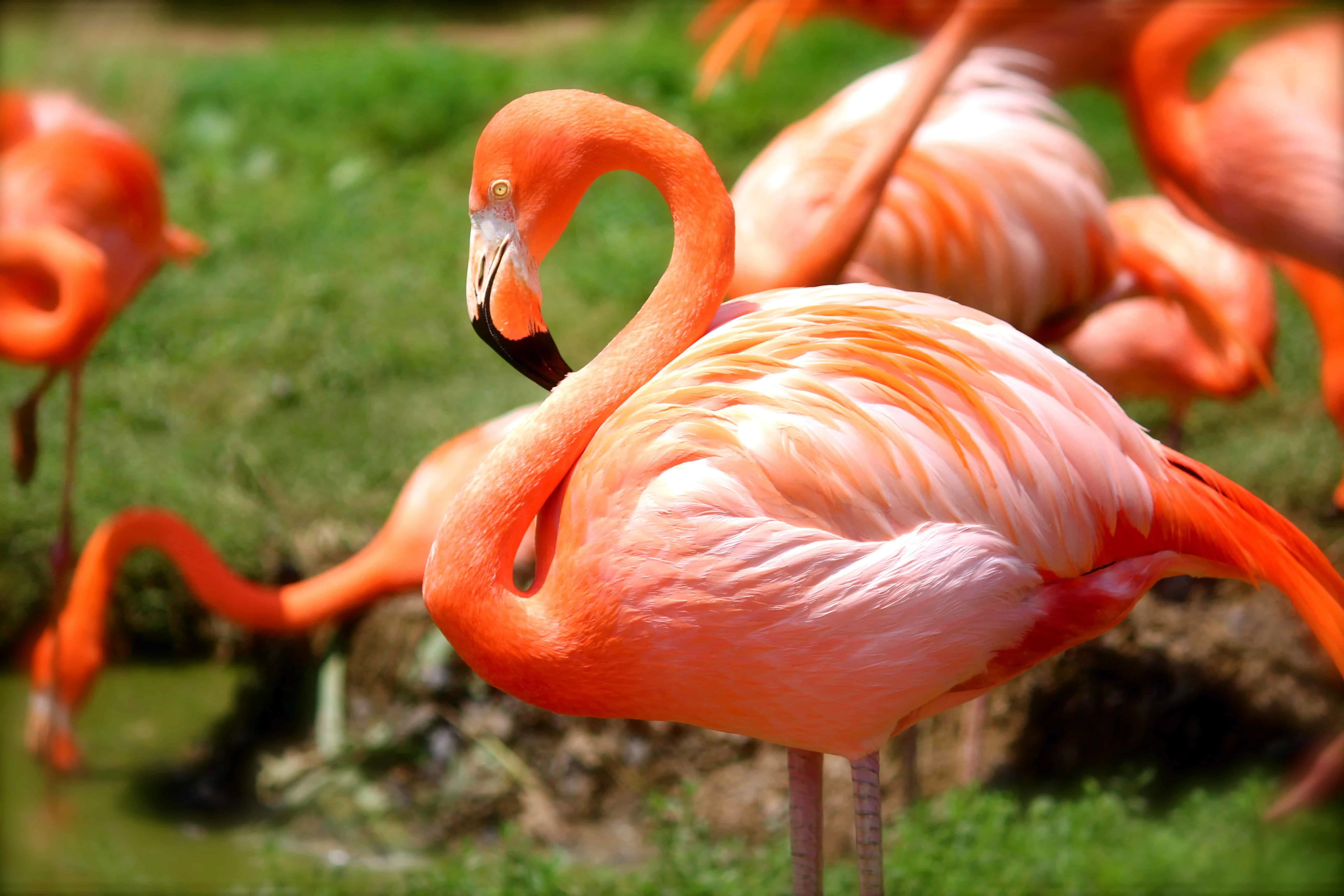 flamingo-635700