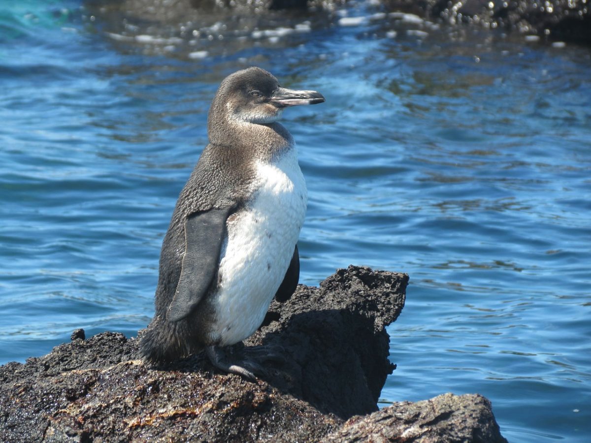 penguin-galapagos